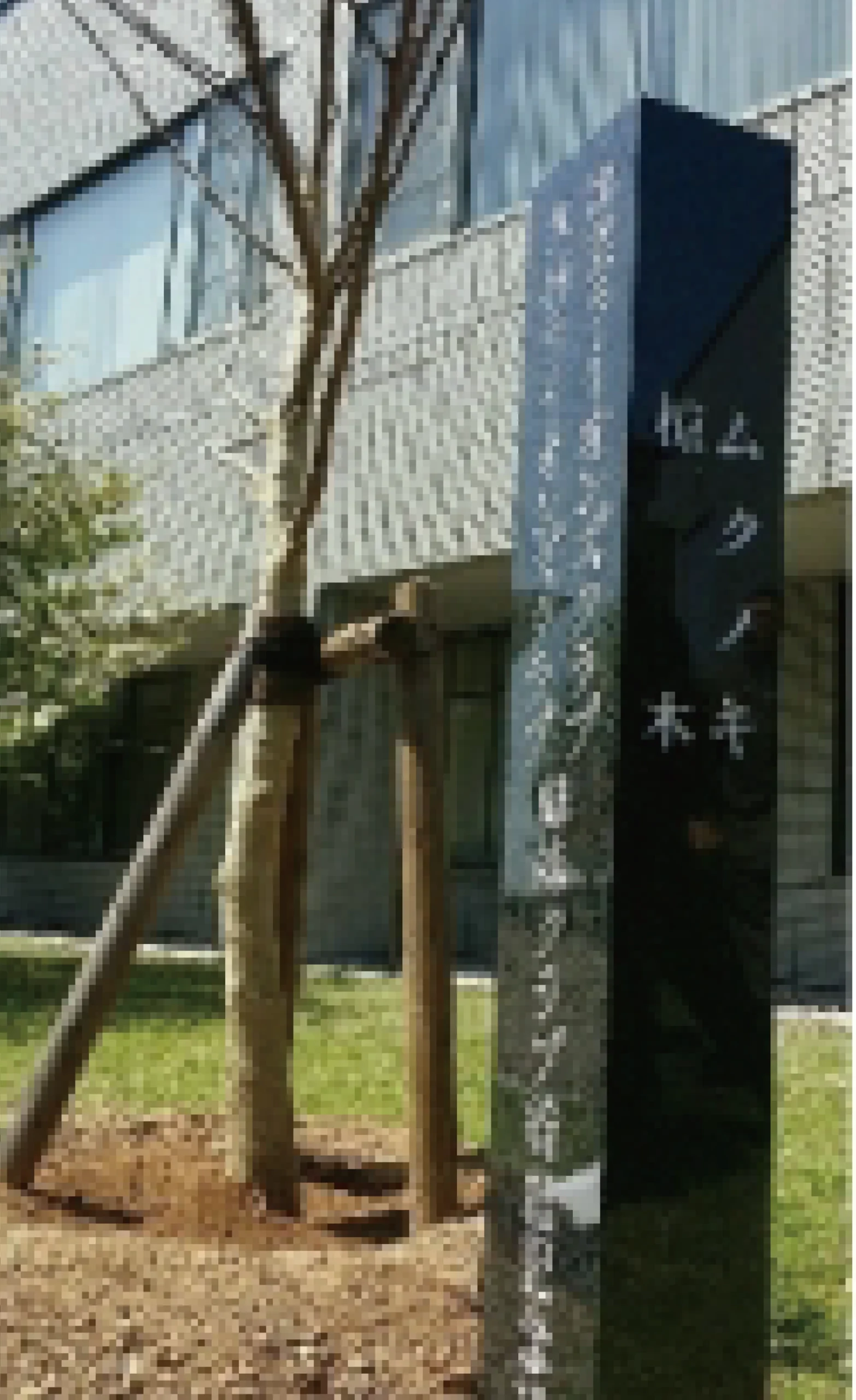 出雲LC姉妹クラブと締結記念 ムクノキ植樹
